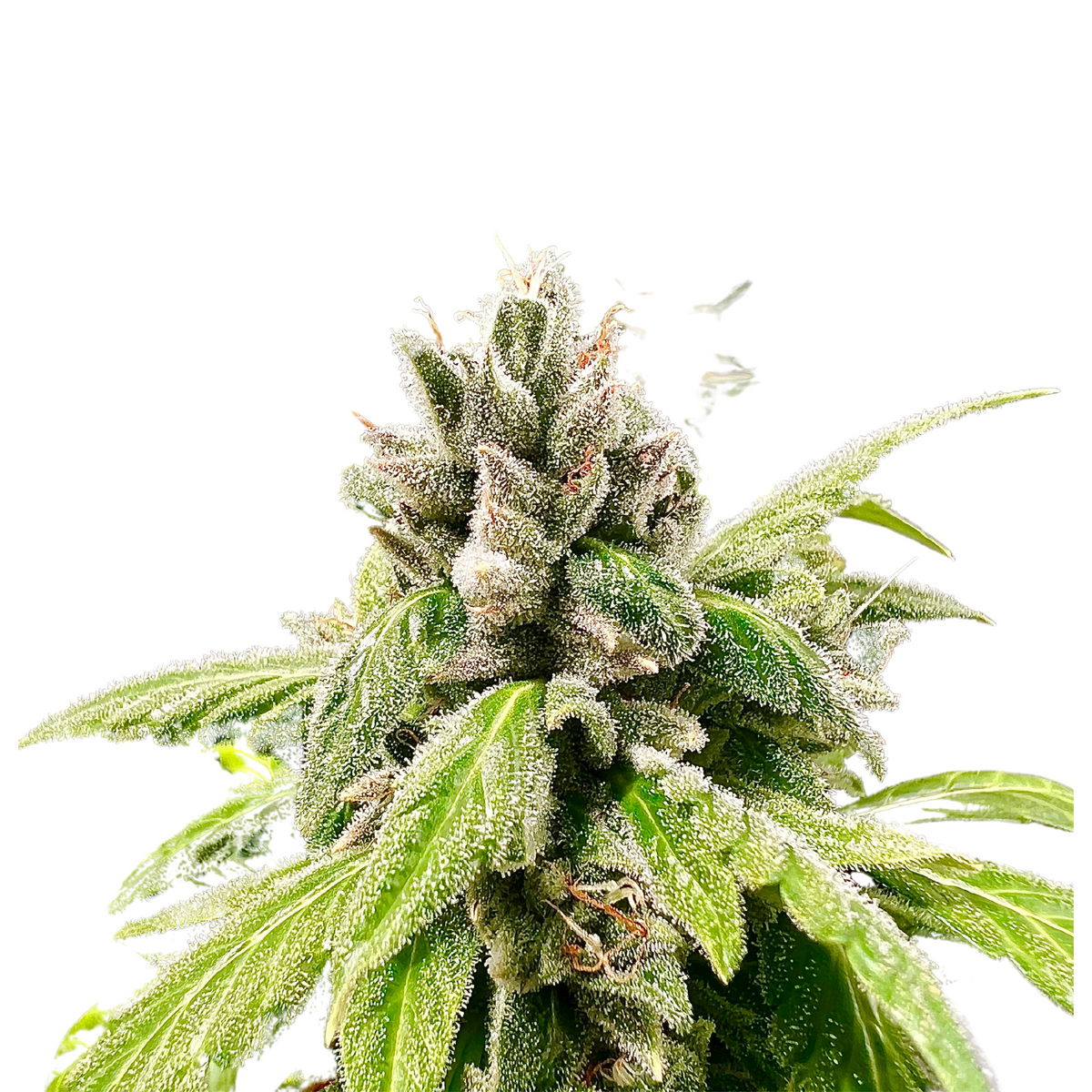 PINEAPPLE RUNTZ AUTO – ANESIA SEEDS