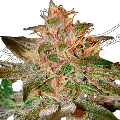 PURE KUSH (FEMINISED) - GREEN HOUSE SEED CO