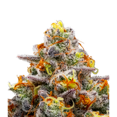 PURPLE BOOST HIGHNESS – ANESIA SEEDS