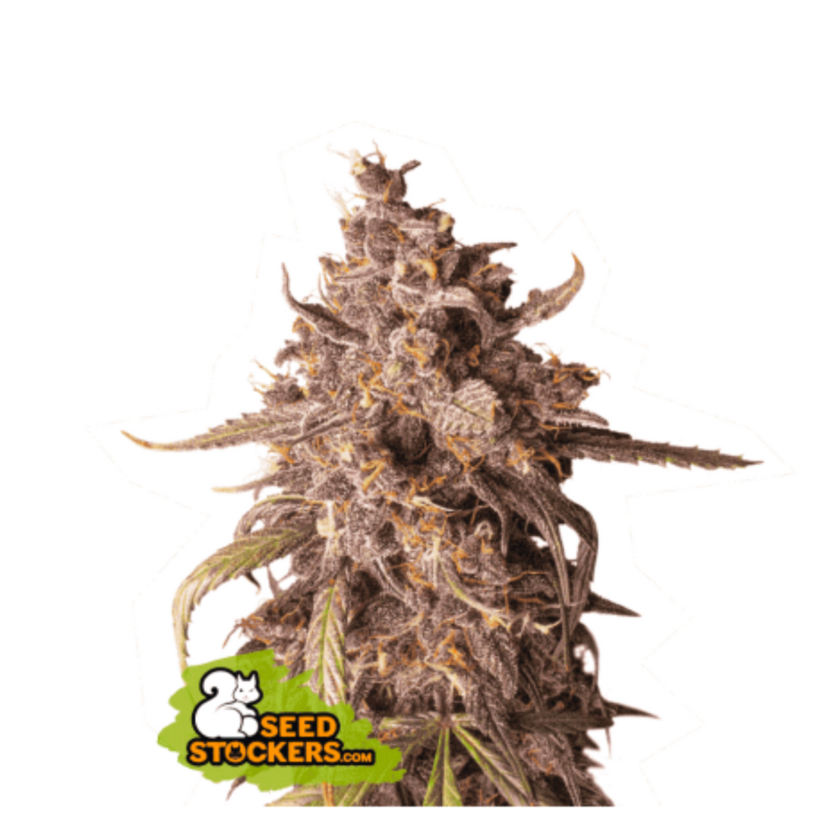 PURPLE PUNCH AUTO