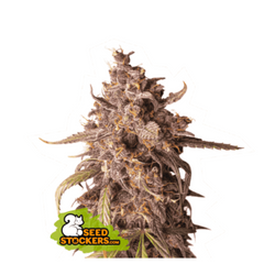 PURPLE PUNCH AUTO
