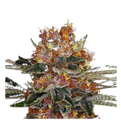 PURPLE PUNCH AUTO  - BARNEY'S FARM