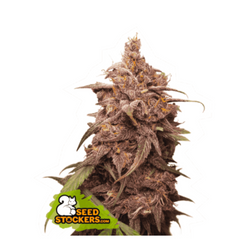 PURPLE PUNCH FEM