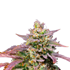 PURPLE PUNCH OG XL AUTO