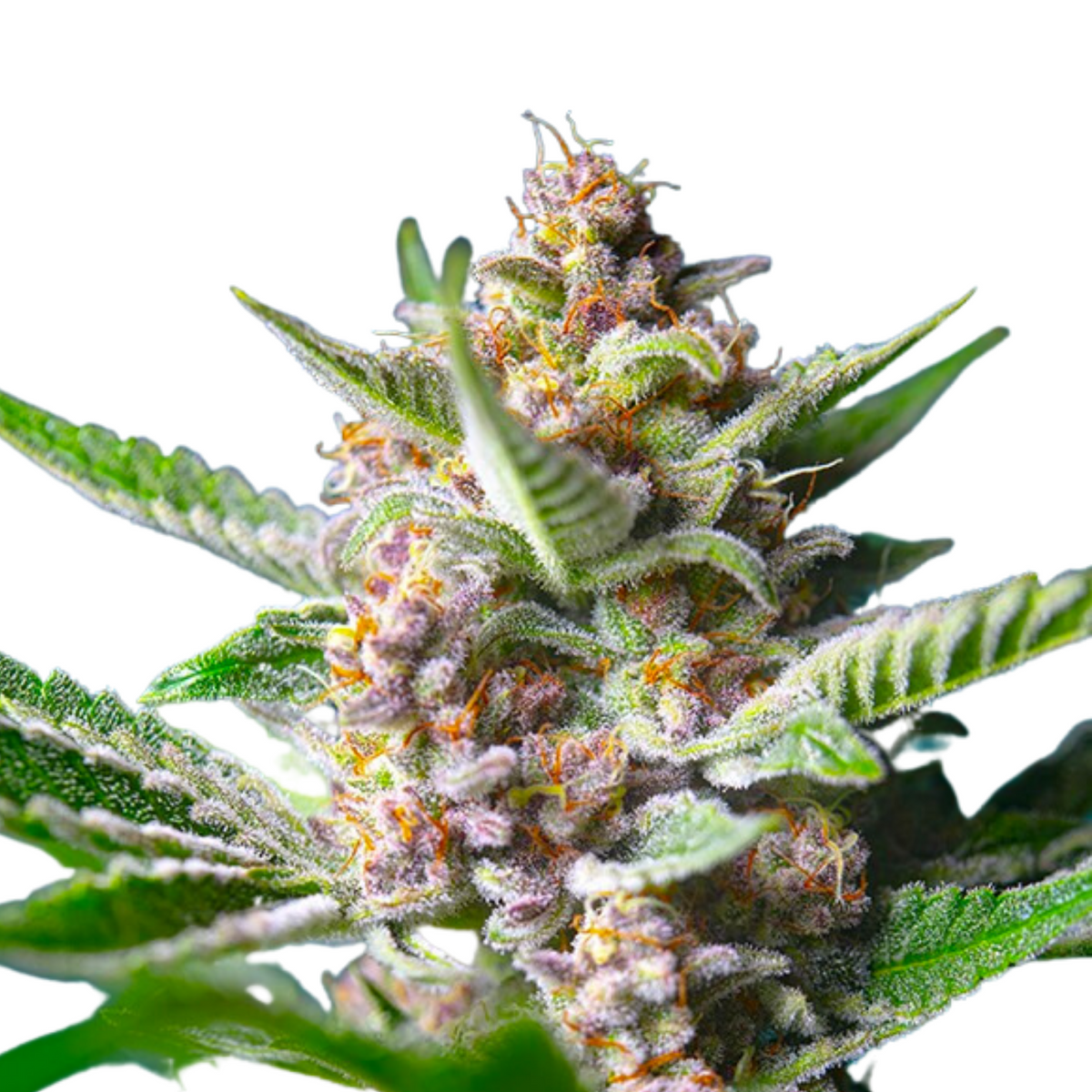 PURPLE PUNCH OG