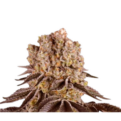 PURPLE PUNCH  - BARNEY'S FARM