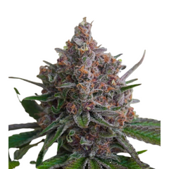 PURPLE QUEEN FEM