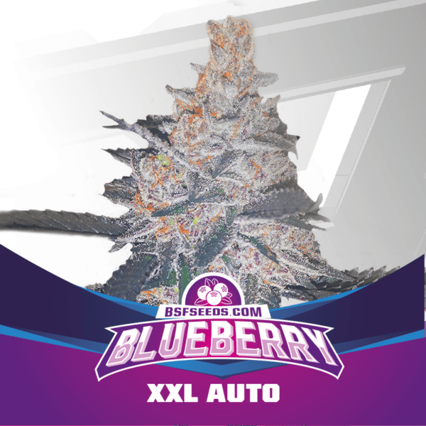 BLUEBERRY XXL AUTO BIGGER. STRONGER. FASTER SEEDS