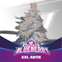 BLUEBERRY XXL AUTO BIGGER. STRONGER. FASTER SEEDS