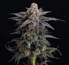 Cold Press Nine Weeks Harvest