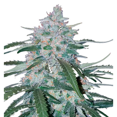 Pineapple Express Auto - 420 FastBuds