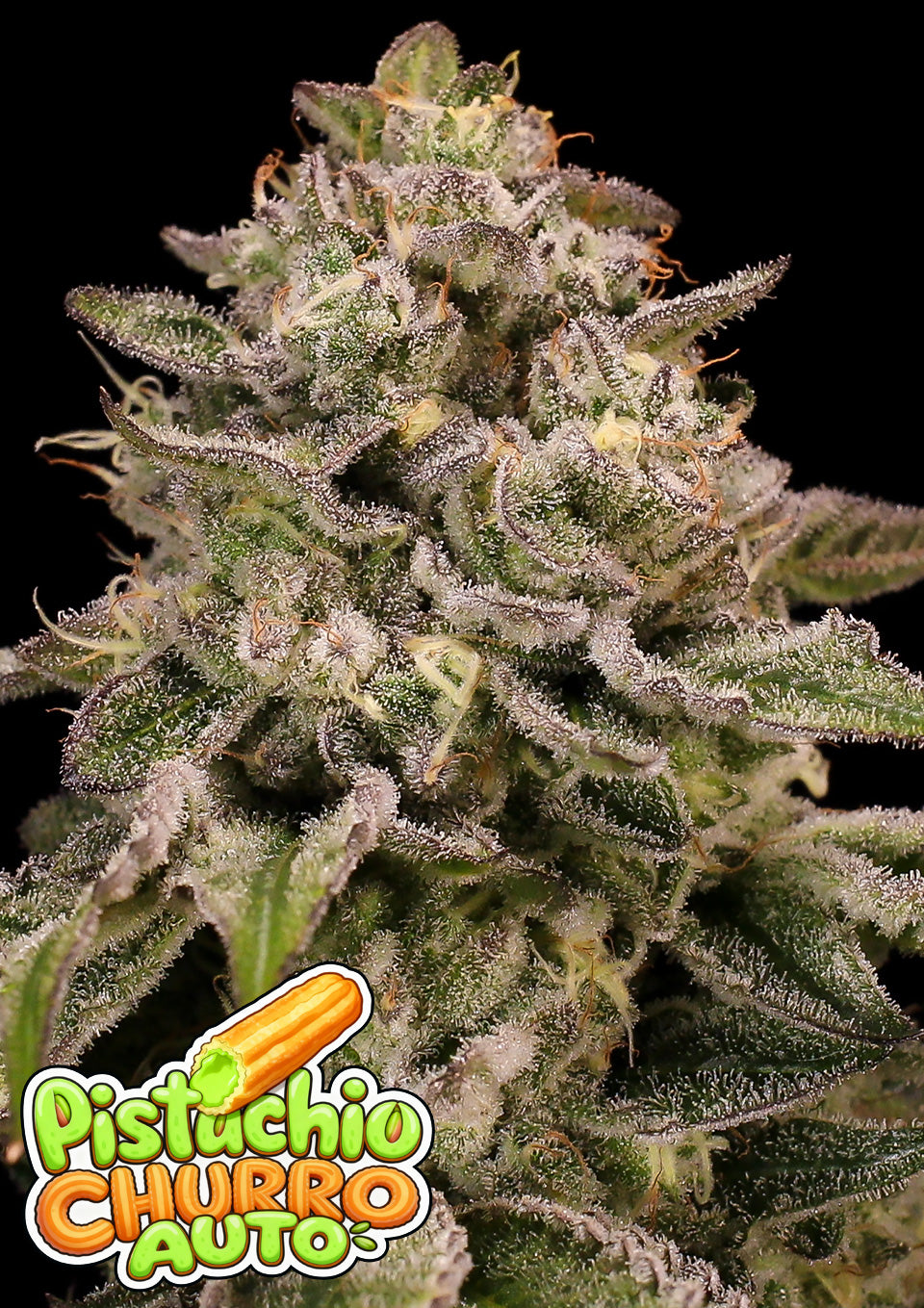 Auto Pistachio Churro ANESIA