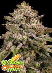 Auto Pistachio Churro ANESIA