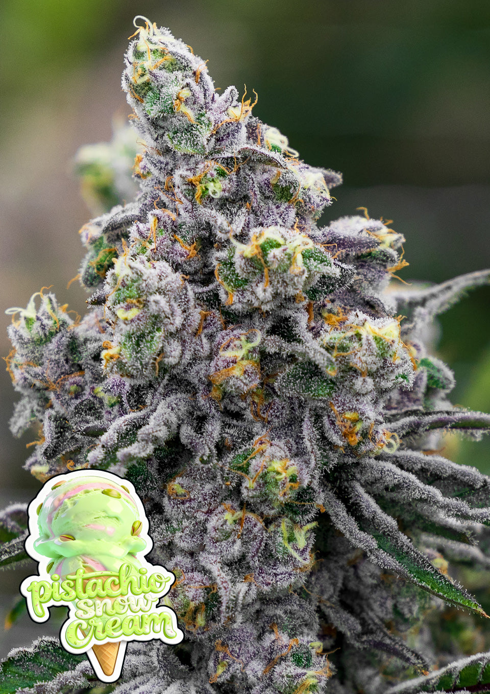 Pistachio Snow Cream ANESIA