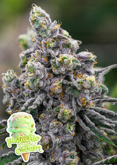 Pistachio Snow Cream ANESIA