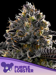 Violet Face Auto – ANESIA SEEDS