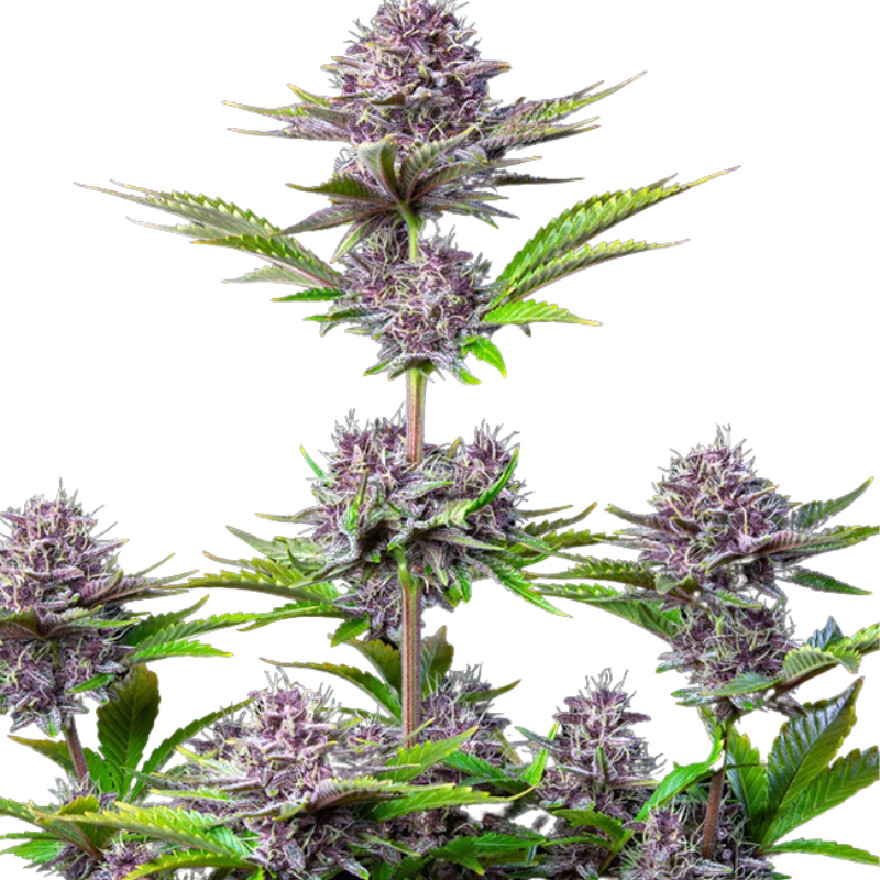 PURPLE PUNCH AUTO - 420 FASTBUDS