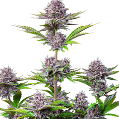 PURPLE PUNCH AUTO - 420 FASTBUDS