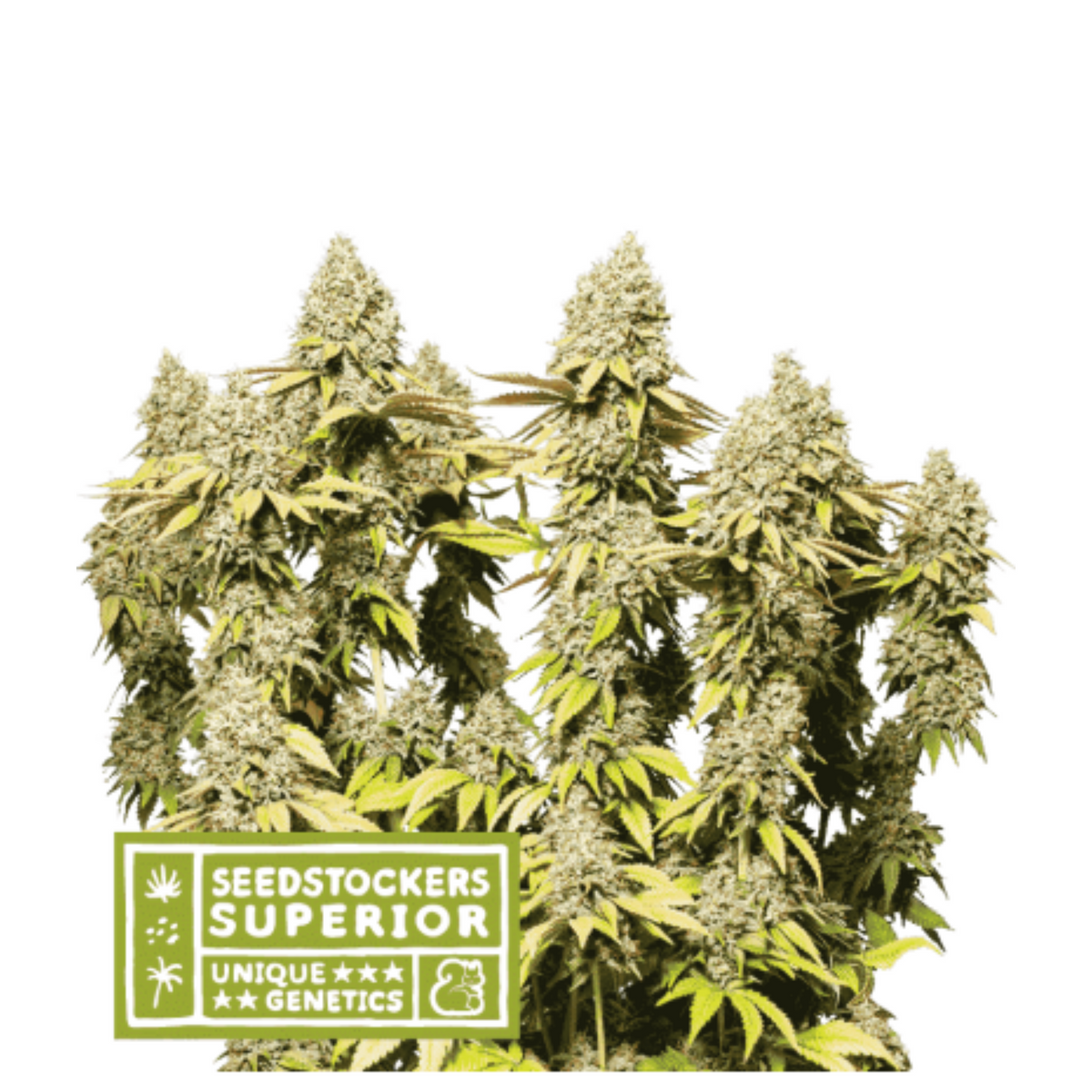 RUCU CUCU OG AUTO