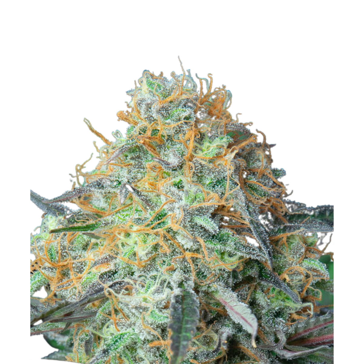 RAINBOW DONUT AUTO – ANESIA SEEDS