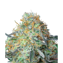 RAINBOW DONUT AUTO – ANESIA SEEDS