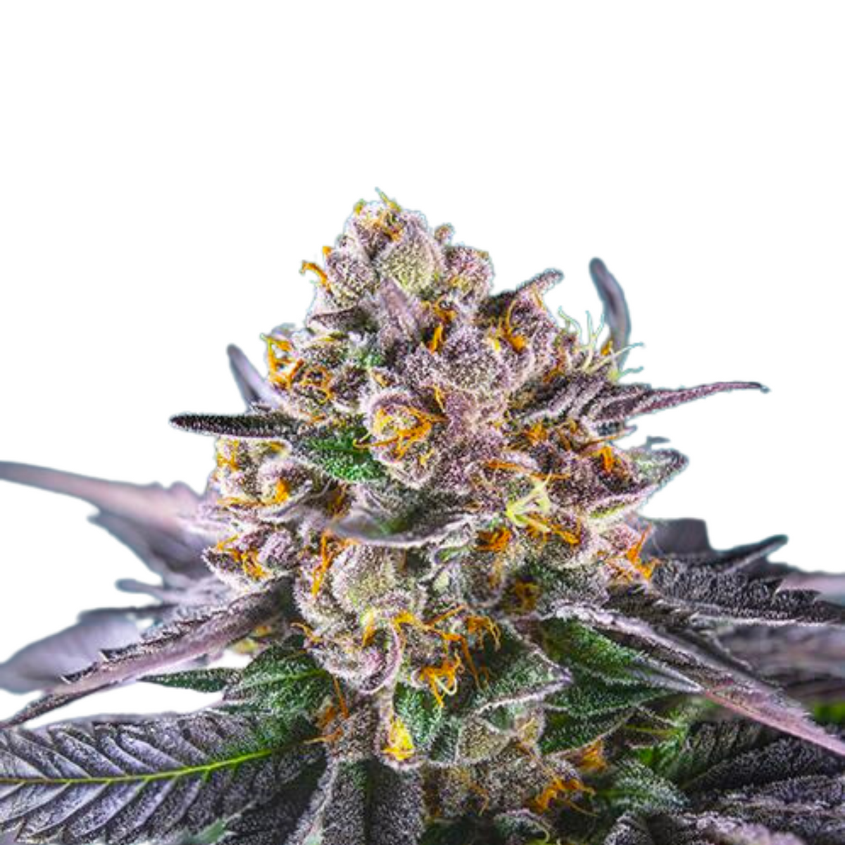 RED GORILLA GIRL XL AUTO