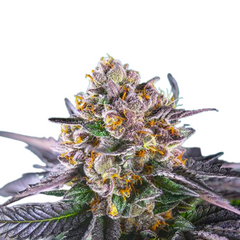 RED GORILLA GIRL XL AUTO