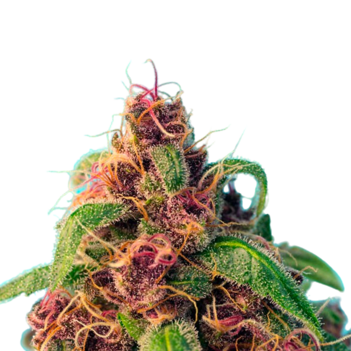 RED HOT COOKIES