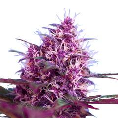 RED POISON AUTO
