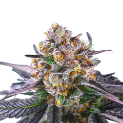 RED STRAWBERRY BANANA AUTO