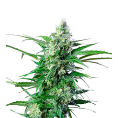 ROYAL AK  AUTO