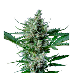ROYAL BLUEMATIC AUTO