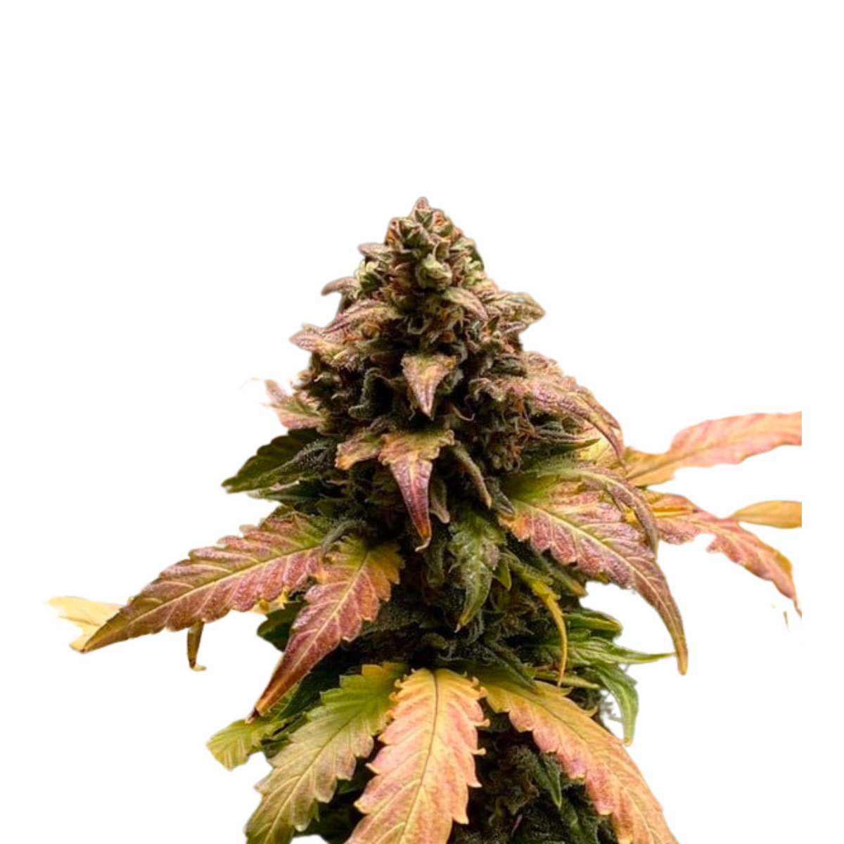 ROYAL CHEESE AUTO