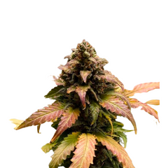 ROYAL CHEESE AUTO