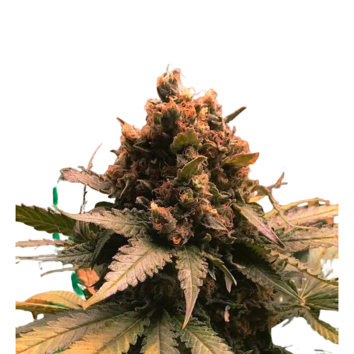 ROYAL CHEESE (Fast Flowering)