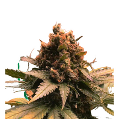 ROYAL CHEESE (Fast Flowering)