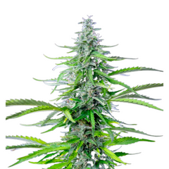 ROYAL COOKIES AUTO