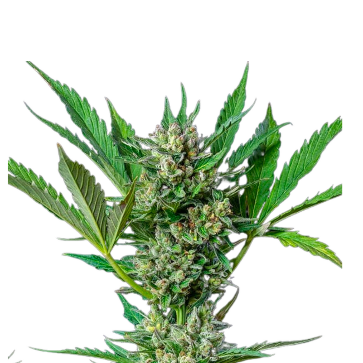 ROYAL DWARF AUTO