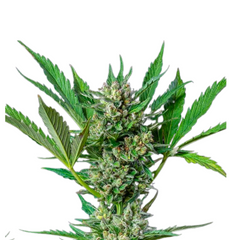 ROYAL DWARF AUTO
