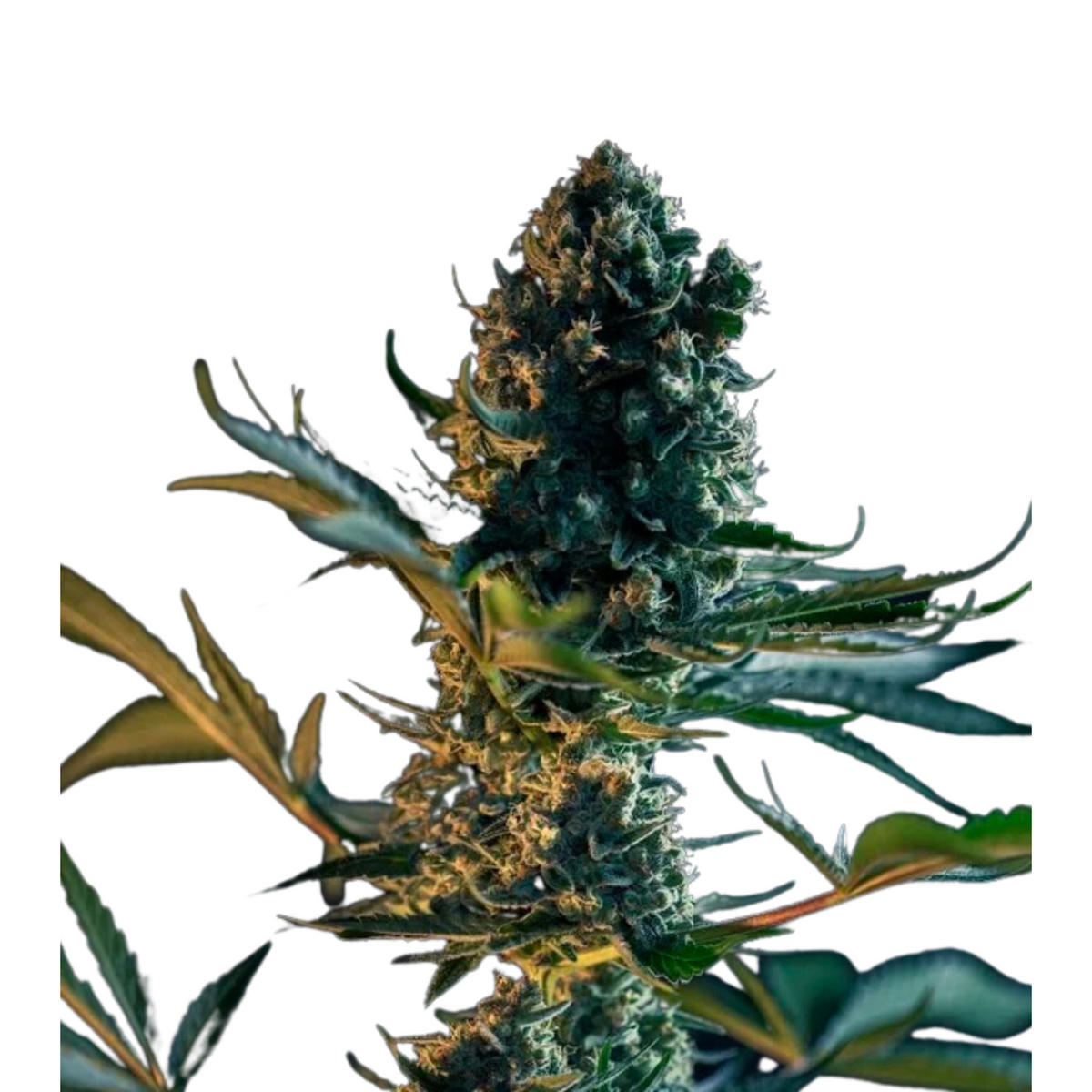 ROYAL GORILLA FEM