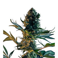 ROYAL GORILLA FEM