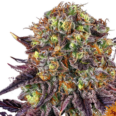 RUNTX X LAYER CAKE Fem - BARNEY'S FARM