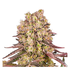 RUNTZ MUFFIN  - BARNEY'S FARM