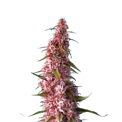 Red Pure Auto CBD