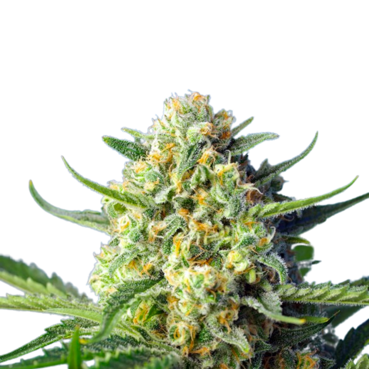 S.A.D SWEET AFGANI DELICIOUS AUTO