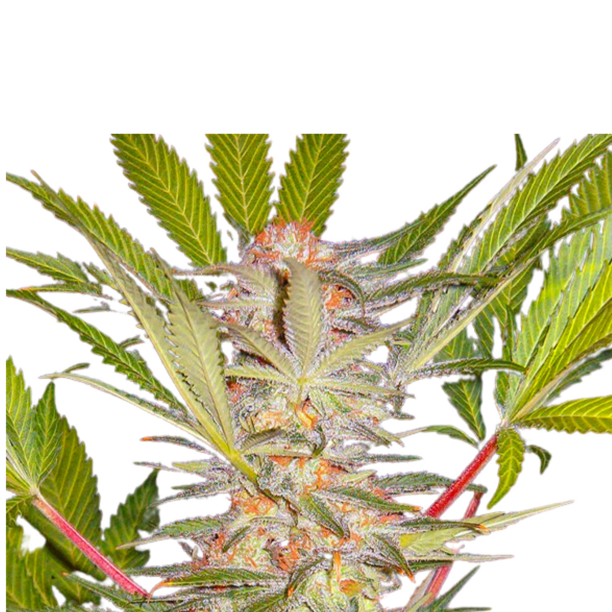 S.A.D SWEET AFGANI DELICIOUS F1 FAST VERSION