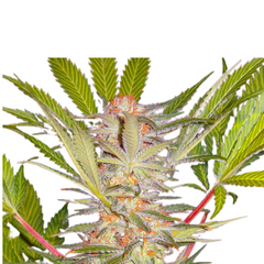 S.A.D SWEET AFGANI DELICIOUS F1 FAST VERSION