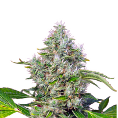 SAN FERNADO LEMON KUSH
