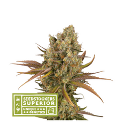 SANTA MARTA HAZE AUTO