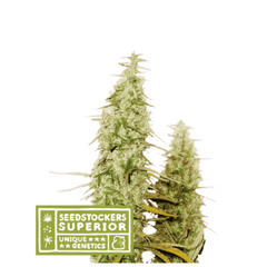 SANTA MARTA HAZE FEM